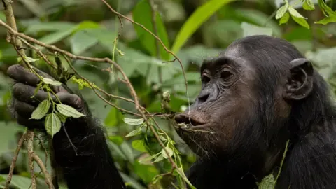 Wild Chimps Ingesting the Equivalent of an Alcoholic Beverage Each Day from Overripe Produce, Investigation Shows
